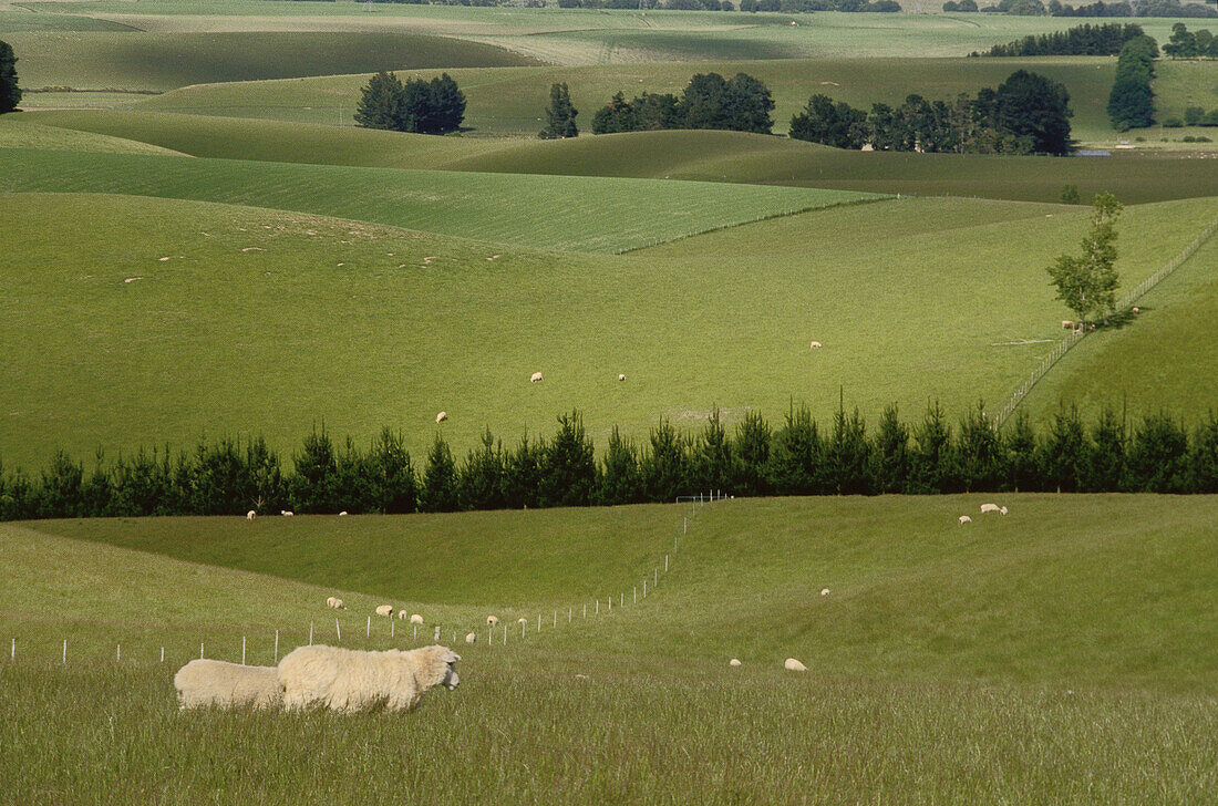 Sheep in Field near Geraldine, South Island, New Zealand