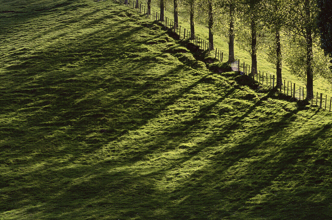 Treeline near Taupo, North Island, New Zealand