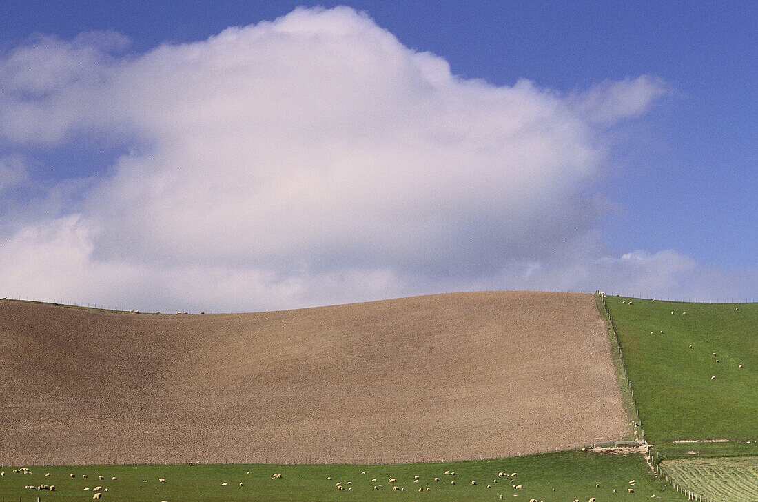 Schafe weiden auf einem kultivierten Feld, Südinsel, Neuseeland