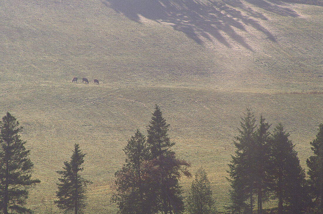 Pasture, Elmhurst, New Brunswick, Canada