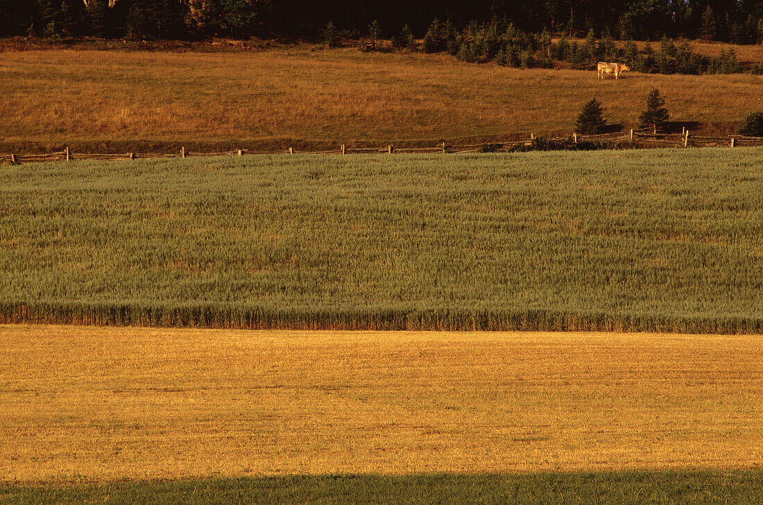 Farmland im Sommer, Central Hampstead, New Brunswick, Kanada