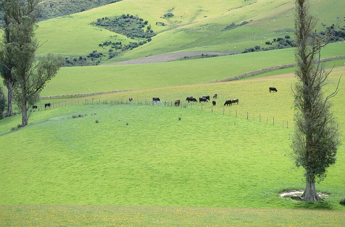 Weidende Rinder bei Geraldine, Südinsel, Neuseeland