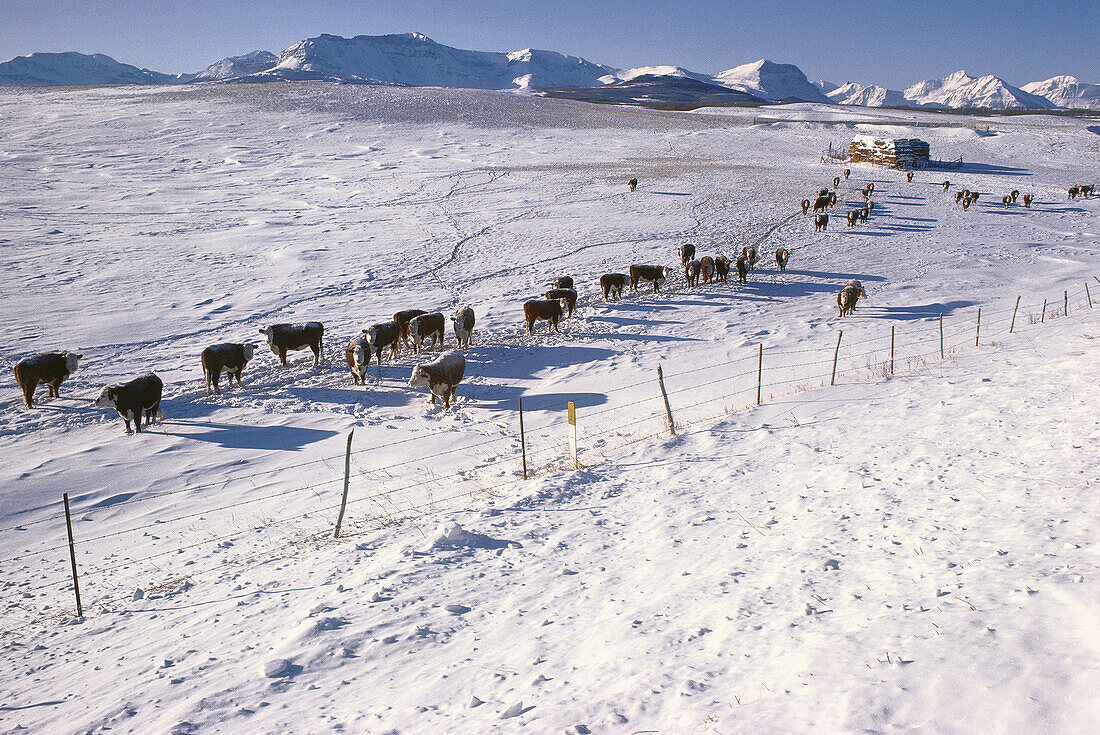 Cattle near Mountains, Alberta, Canada