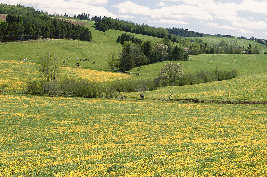 near Midland, New Brunswick, Canada