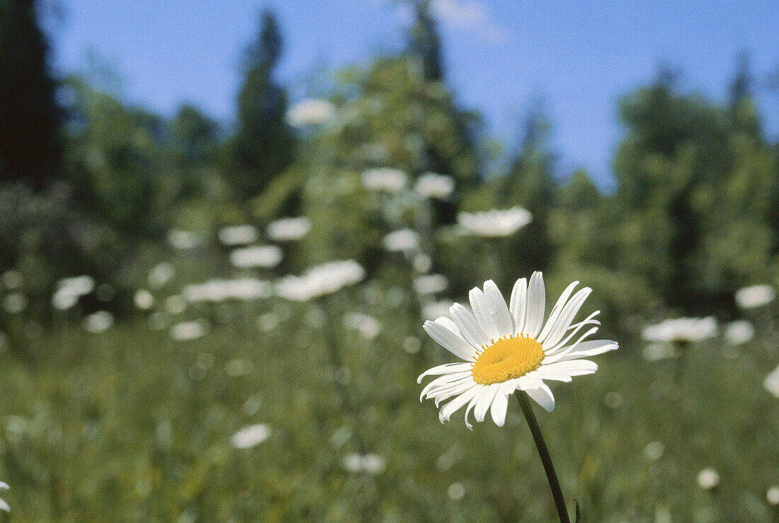 Daisies, Goderich, Ontario, Canada