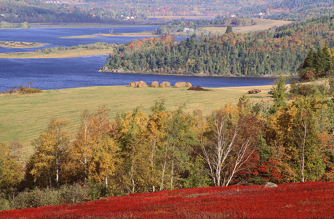 Heidelbeerfeld im Herbst, Kingston Creek, New Brunswick, Kanada