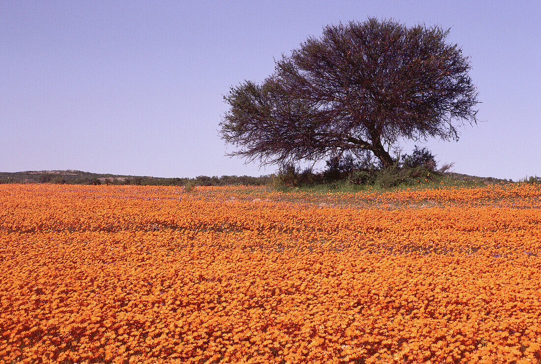 Tree in Field of Wildflowers, Karkhams Area, South Africa
