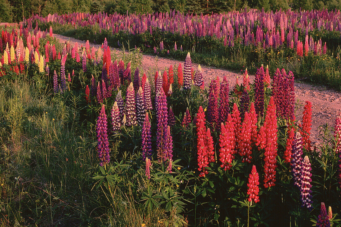 Lupins, Shamper's Bluff, New Brunswick, Canada