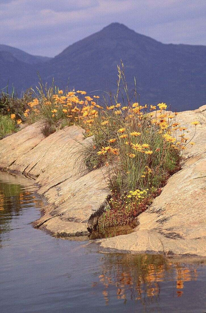 Spring, Namaqualand, South Africa