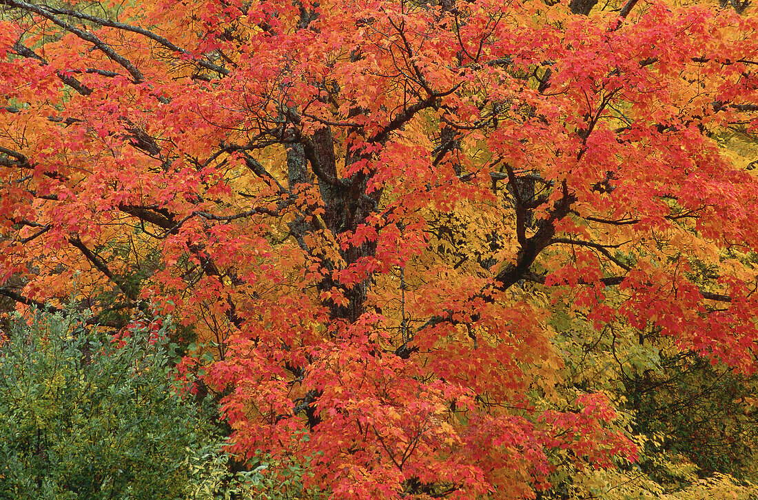 Baum im Herbst, bei Kingston, New Brunswick, Kanada