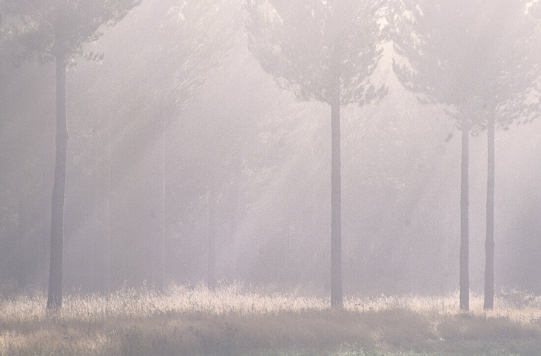 Bäume im Morgennebel, bei Reporoa, Nordinsel, Neuseeland