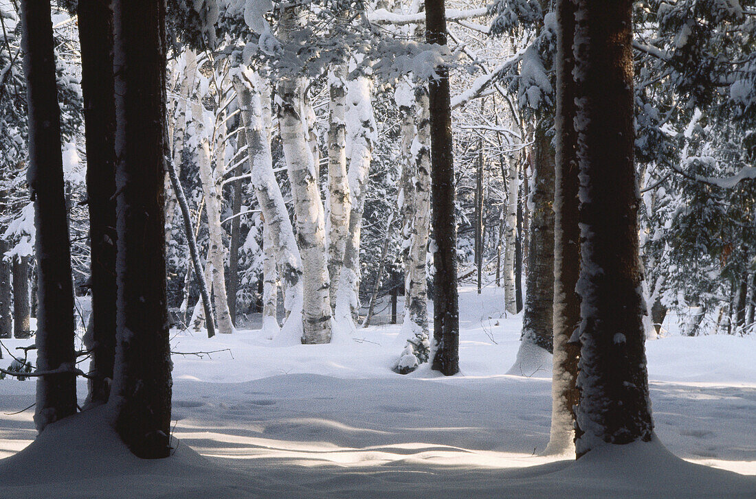 Schnee und Bäume, Shamper's Bluff, New Brunswick, Kanada