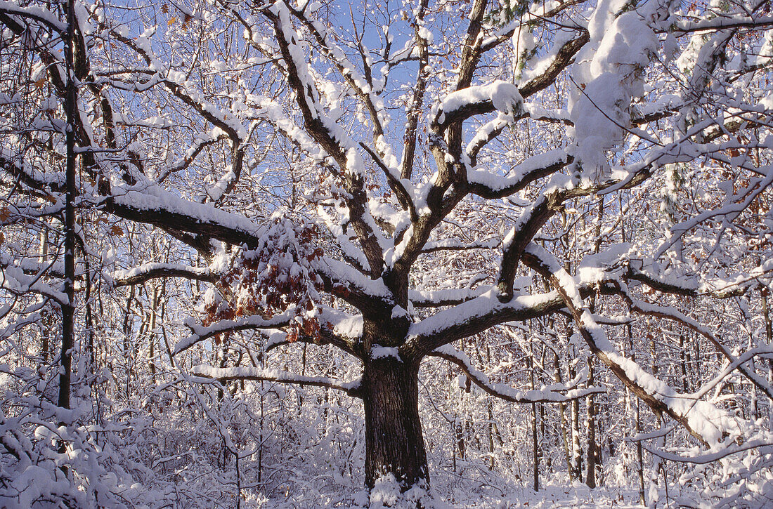 Früher Schnee bei Ithaca, New York, USA