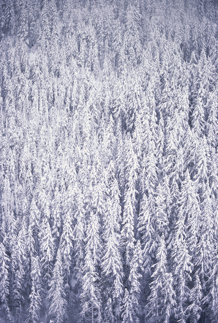 Verschneite Bäume, Manning Provincial Park, British Columbia, Kanada