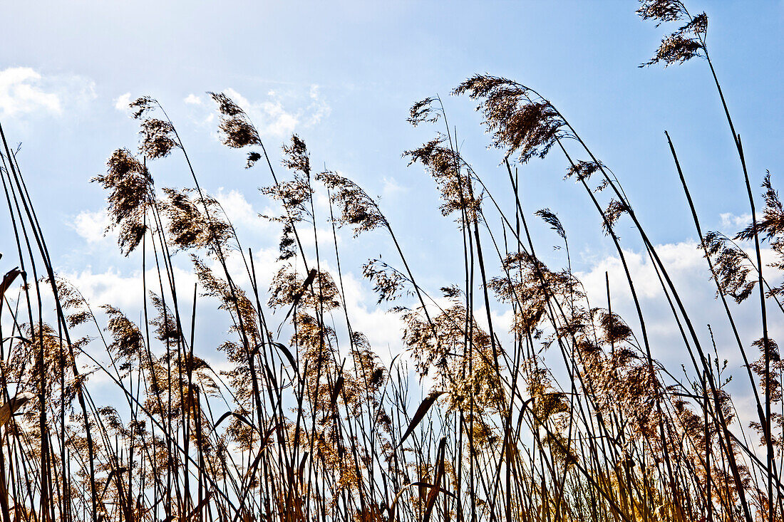 Low Angle View of Tall Grass, Wahner Heide, Germany