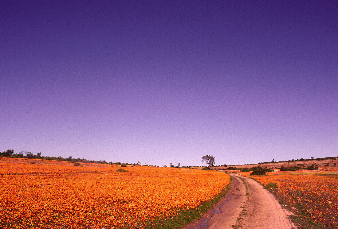 Wildflowers, Karkhams, South Africa