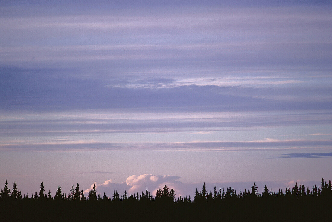 Sky and Trees, Vanderhoof, British Columbia, Canada