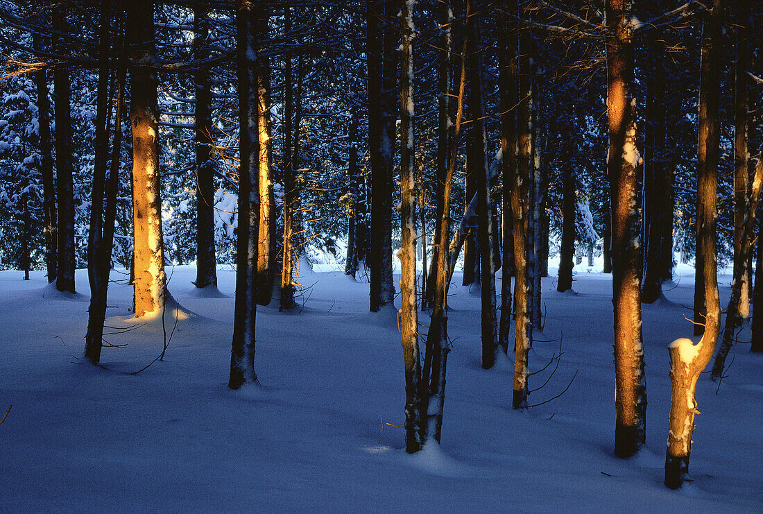 Bäume und Schnee im Abendlicht, Shamper's Bluff, New Brunswick, Kanada