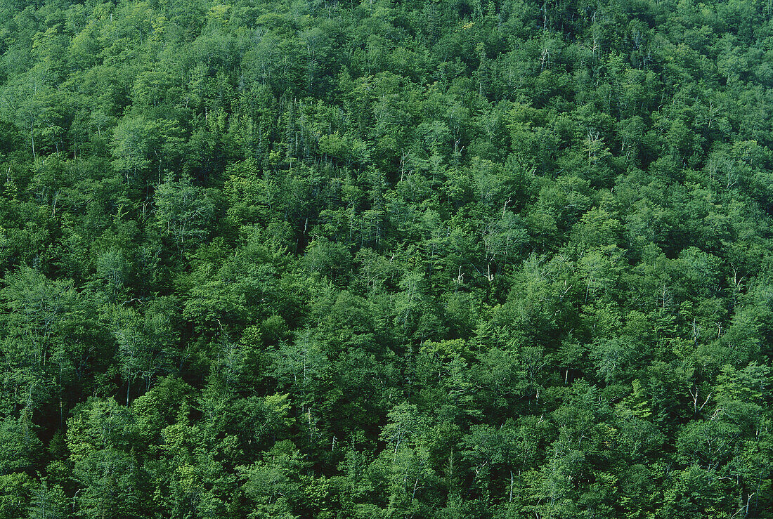 Bäume entlang des Cabot Trail, Nova Scotia, Kanada