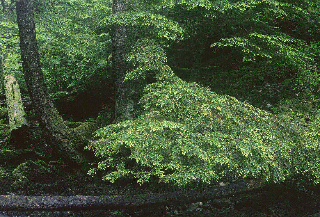 Forest, Queen Charlotte Islands, British Columbia, Canada