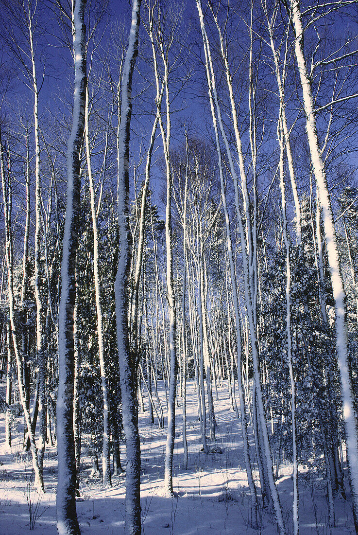 Trees and Snow, Shamper's Bluff, New Brunswick, Canada