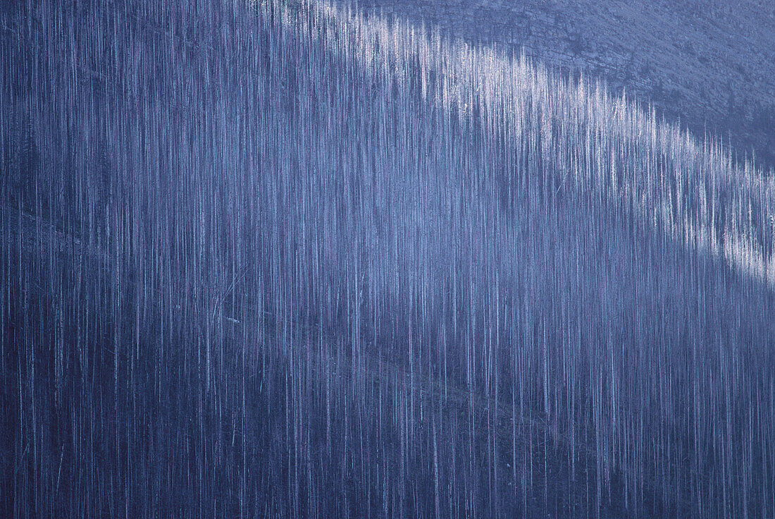 Wald, Kootenay National Park, Britisch-Kolumbien, Kanada