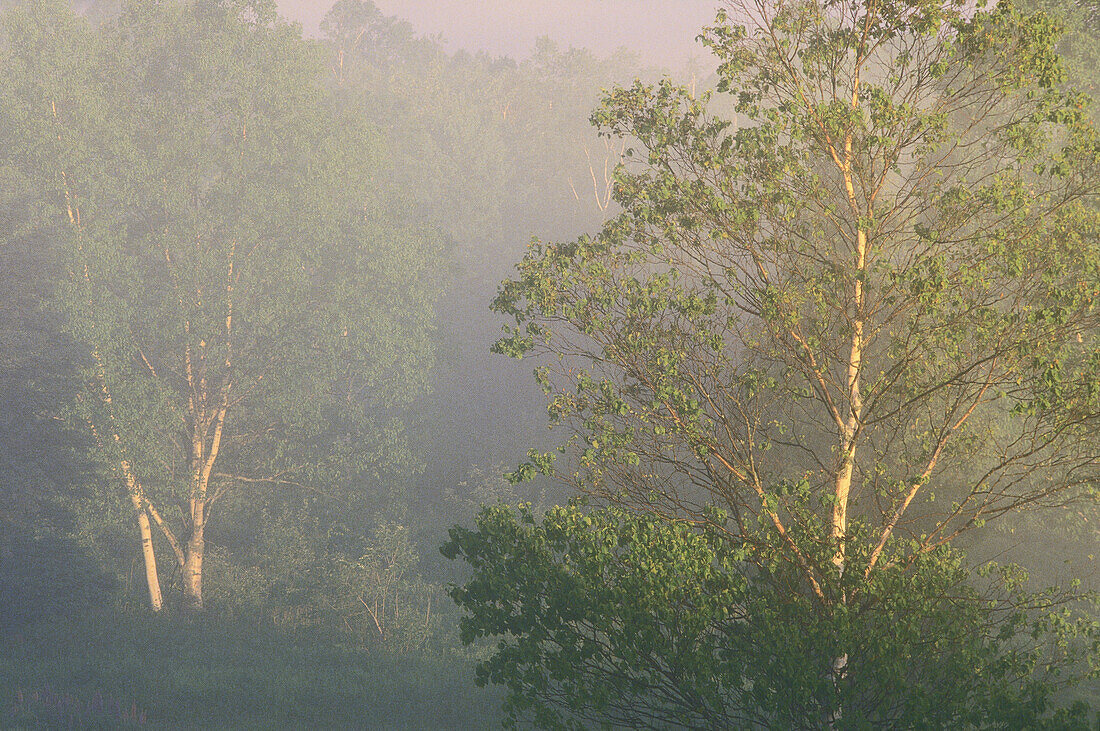 Morgennebel, Shamper's Bluff, New Brunswick, Kanada