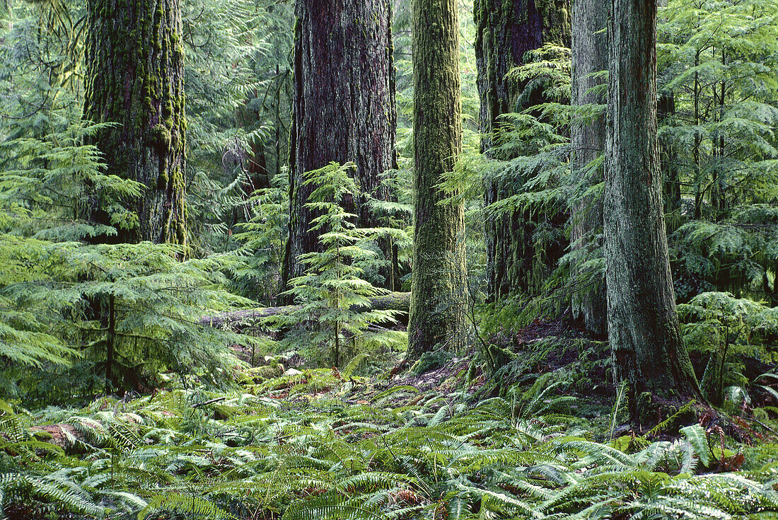 Rainforest, Cathedral Grove, Vancouver Island, British Columbia, Canada