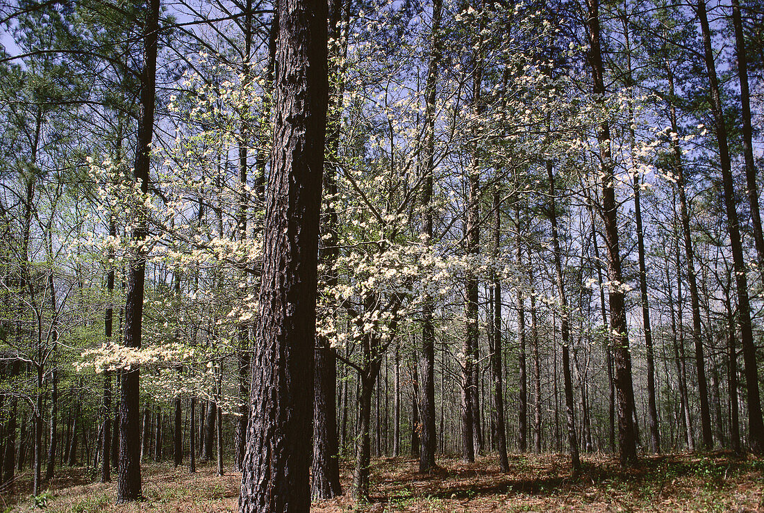 Pine Trees & Dogwood in Spring near Birmingham, Alabama, USA
