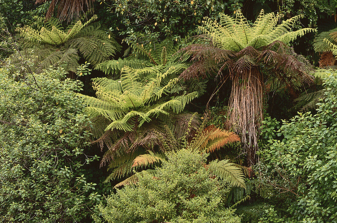 Tree Ferns and Native Vegetation, near Jackson's, Highway 73, South Island, New Zealand