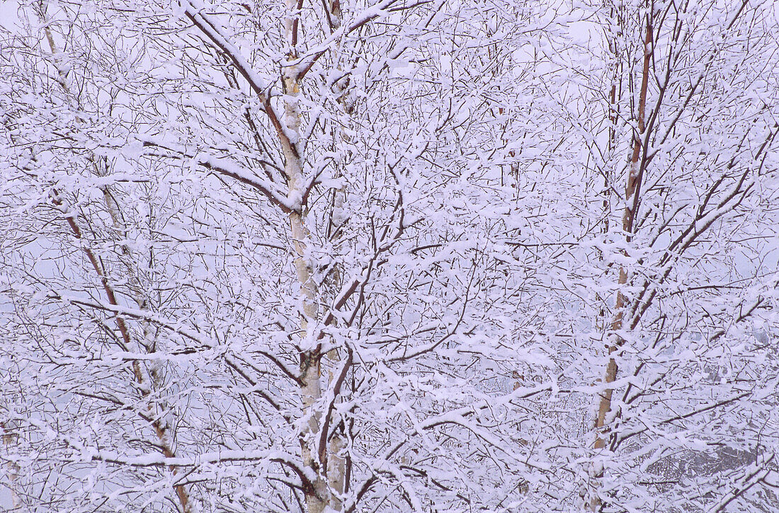 Schneebedeckte Bäume, Shamper's Bluff, New Brunswick, Kanada