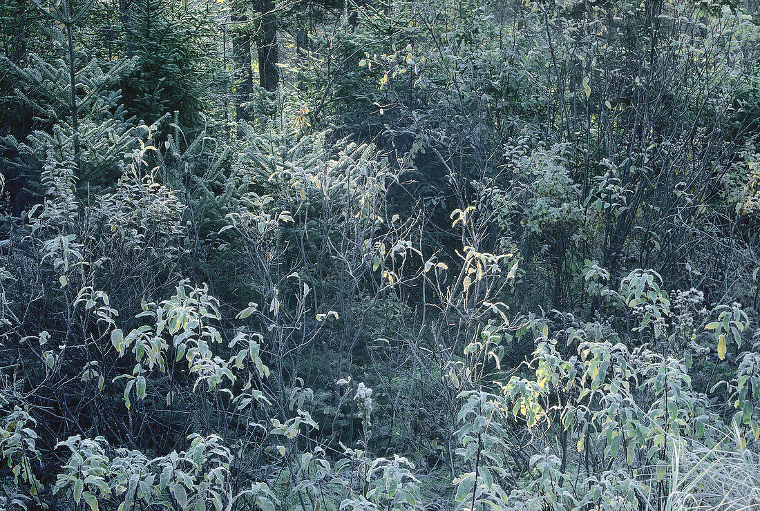 Frost, Perry Point Road, New Brunswick, Canada