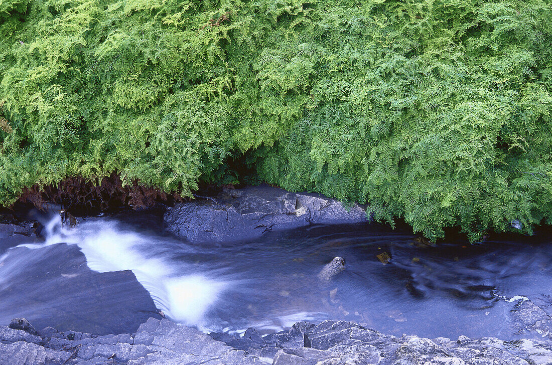 Bach, Grampian National Park, Victoria, Australien