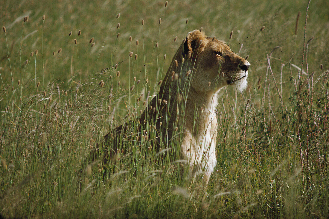 Female Lion Masai Mara Kenya