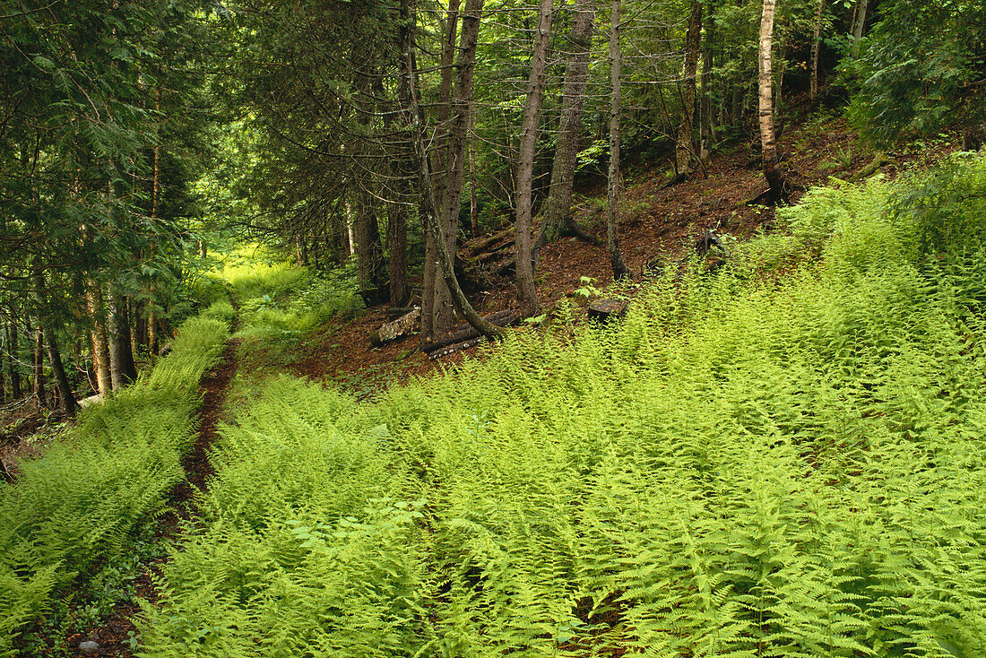 Ferns Along Woodland Shampers Bluff, New Brunswick Canada