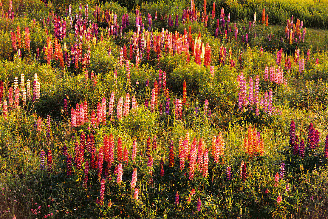 Lupinen Shampers Bluff, New Brunswick Kanada