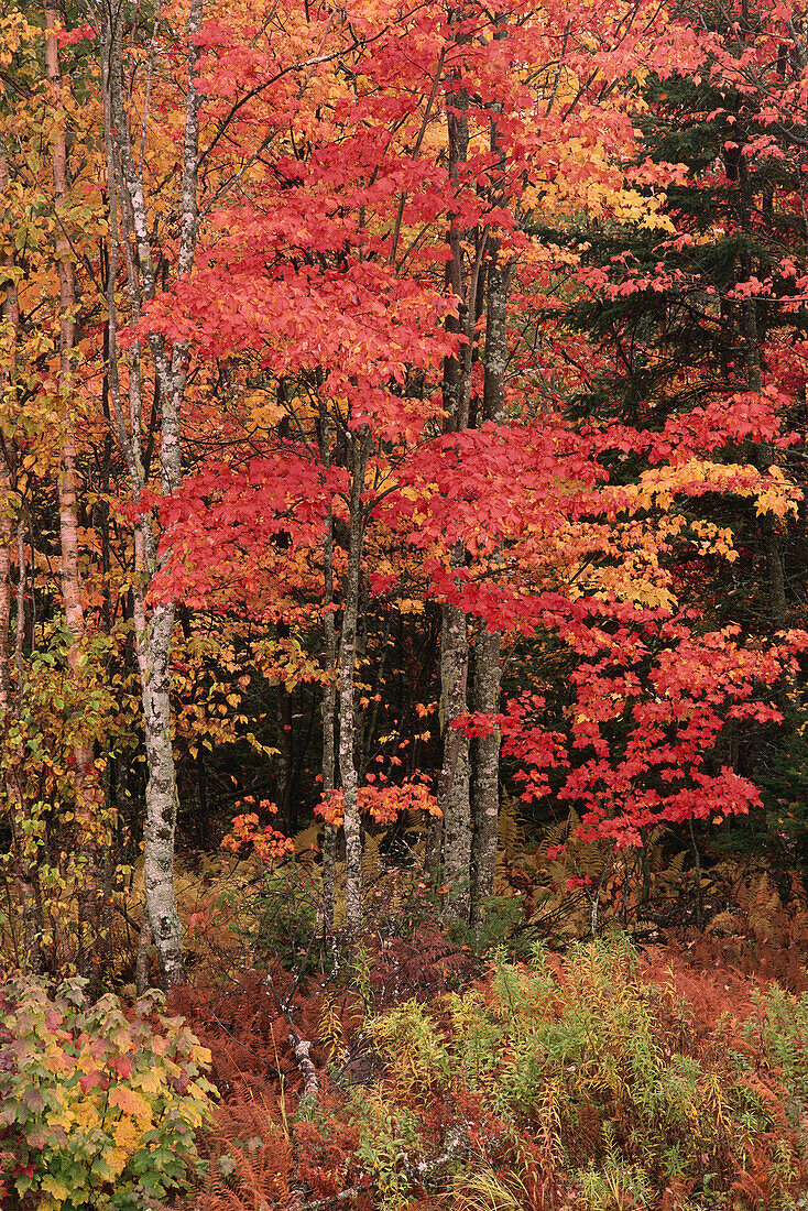 Bäume im Herbst Quispamsis, New Brunswick Kanada