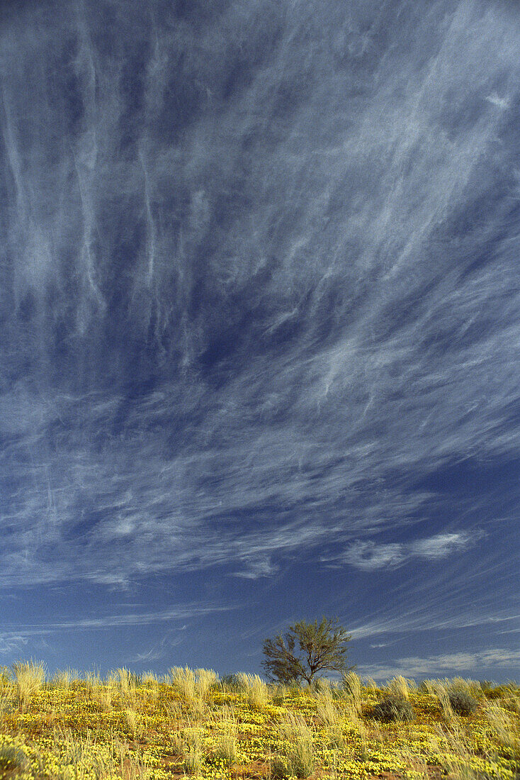 Bushmanland South Africa