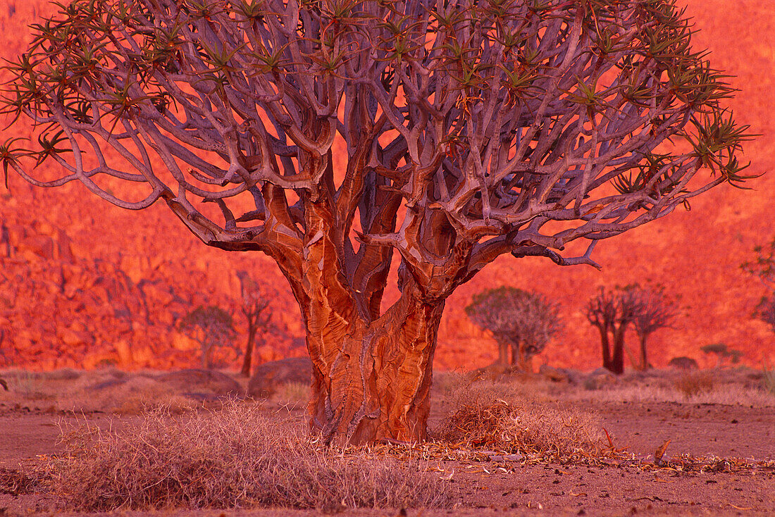 Köcherbäume bei Sonnenaufgang Kokerboomkloof Richtersveld National Park Südafrika