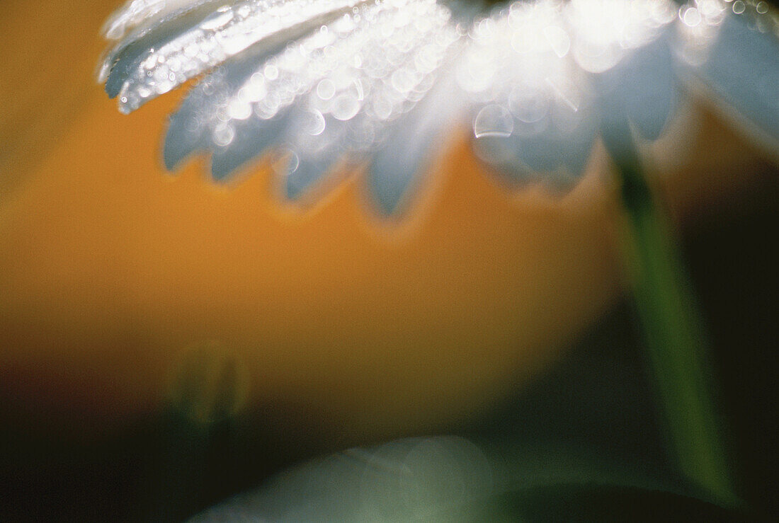 Close-Up of Water Drops on Daisy
