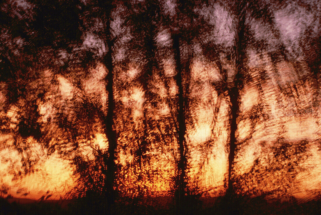 Silhouette of Blurred Trees at Sunset