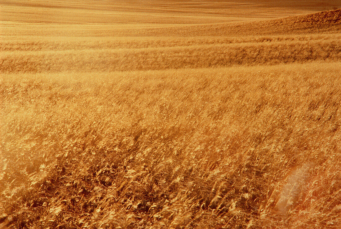 Field at Sunset Namaqualand, South Africa