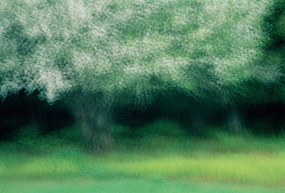 Blurred Apple Tree in Bloom Shamper's Bluff, New Brunswick Canada