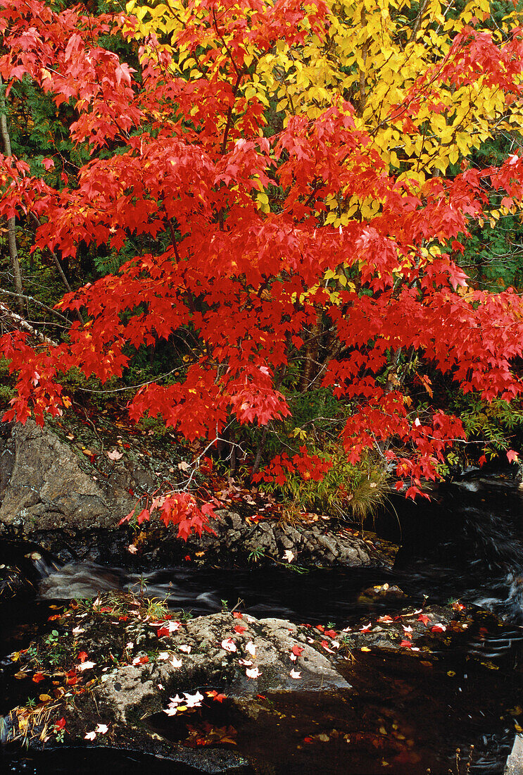 Trees and Stream in Autumn Perry Point, New Brunswick Canada