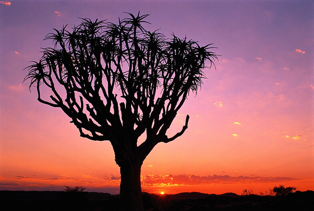 Silhouette eines Köcherbaums bei Sonnenuntergang, Augrabies Falls National Park, Südafrika
