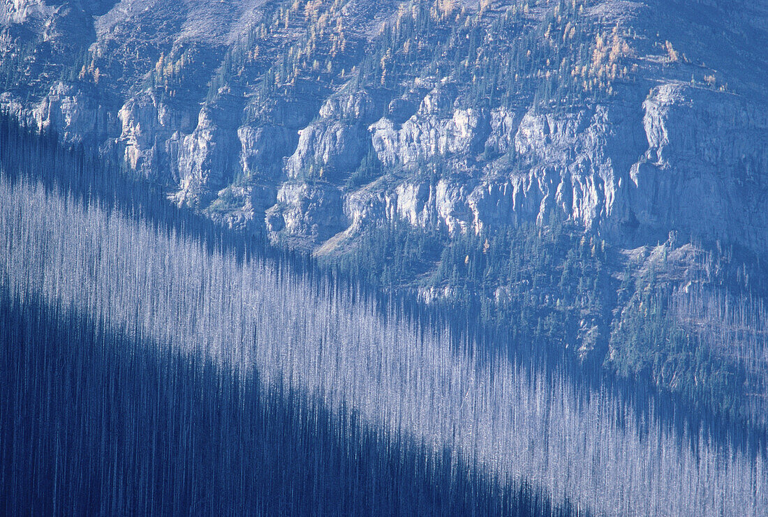 Dead Forest After a Fire, Banff National Park, Alberta, Canada