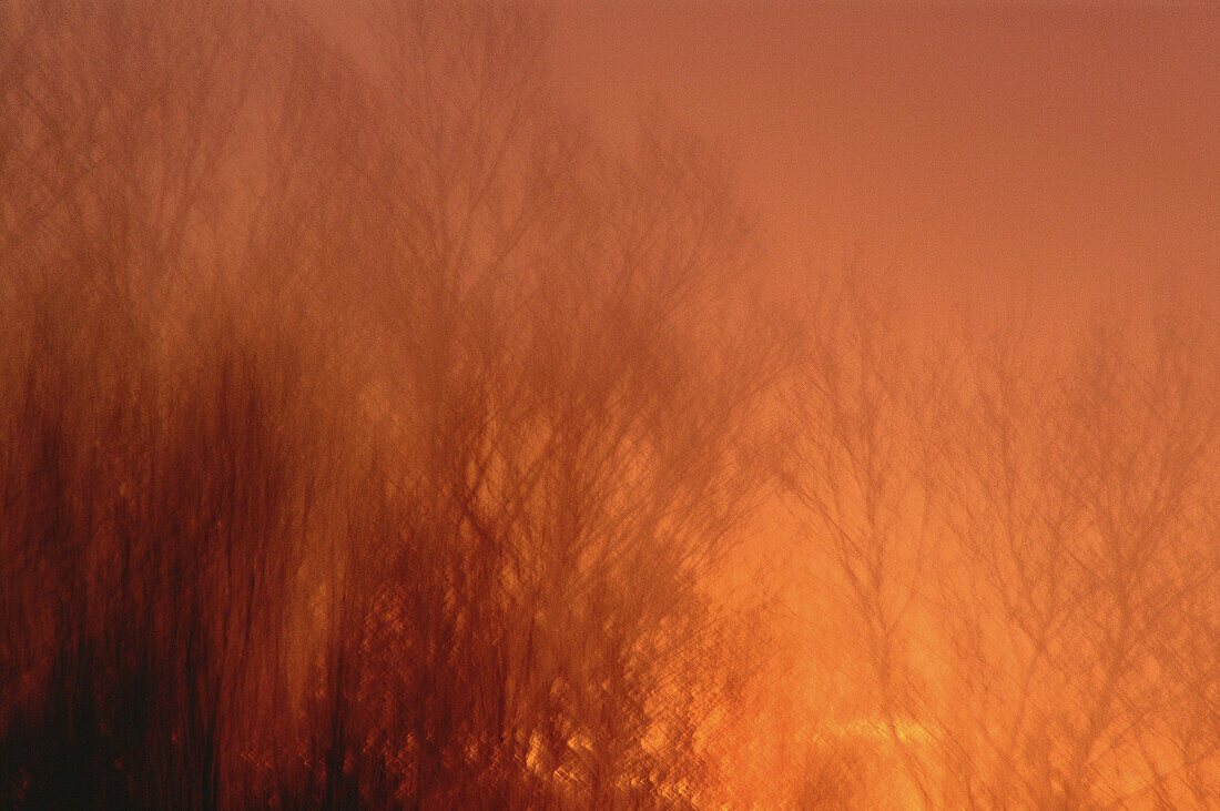 Bäume im Sonnenuntergang, Shamper's Bluff, New Brunswick, Kanada