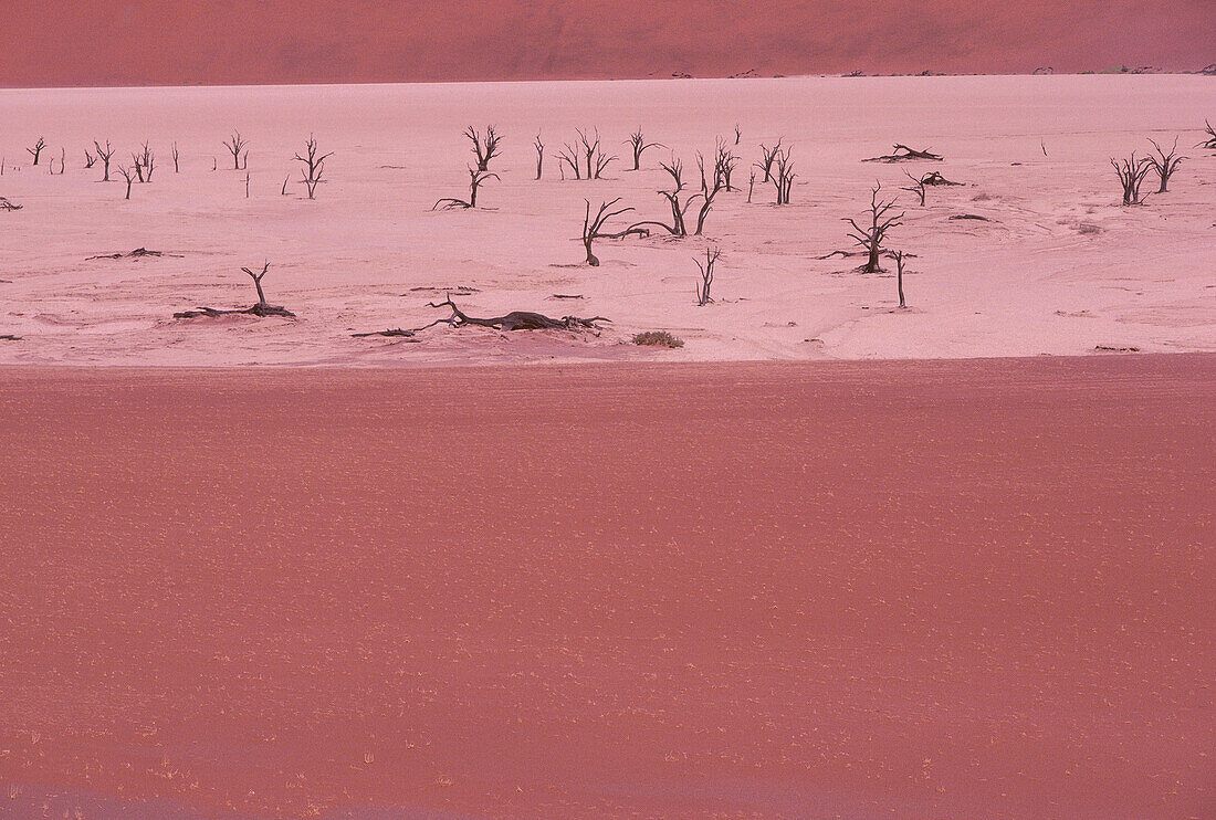 Abgestorbene Bäume im Trockenflussbett, Sossusvlei, Namibia