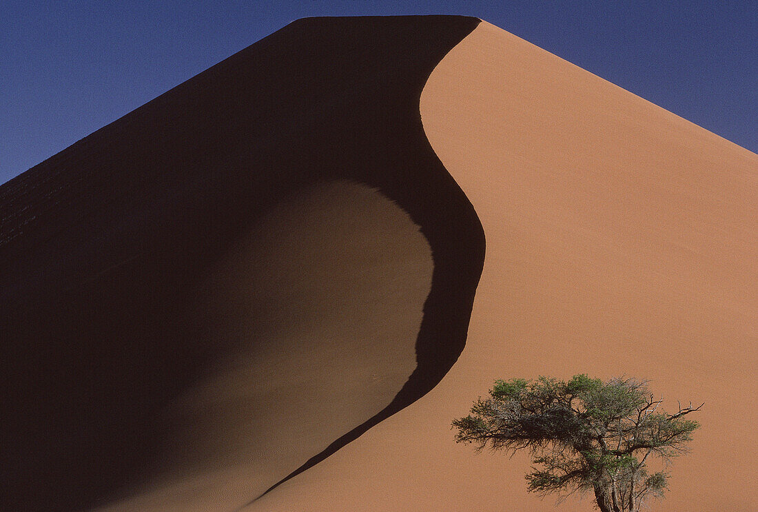 Tree and Sand Dune, Namibia