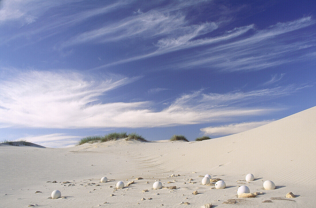Straußeneier in Sanddünen, Namaqualand, Südafrika